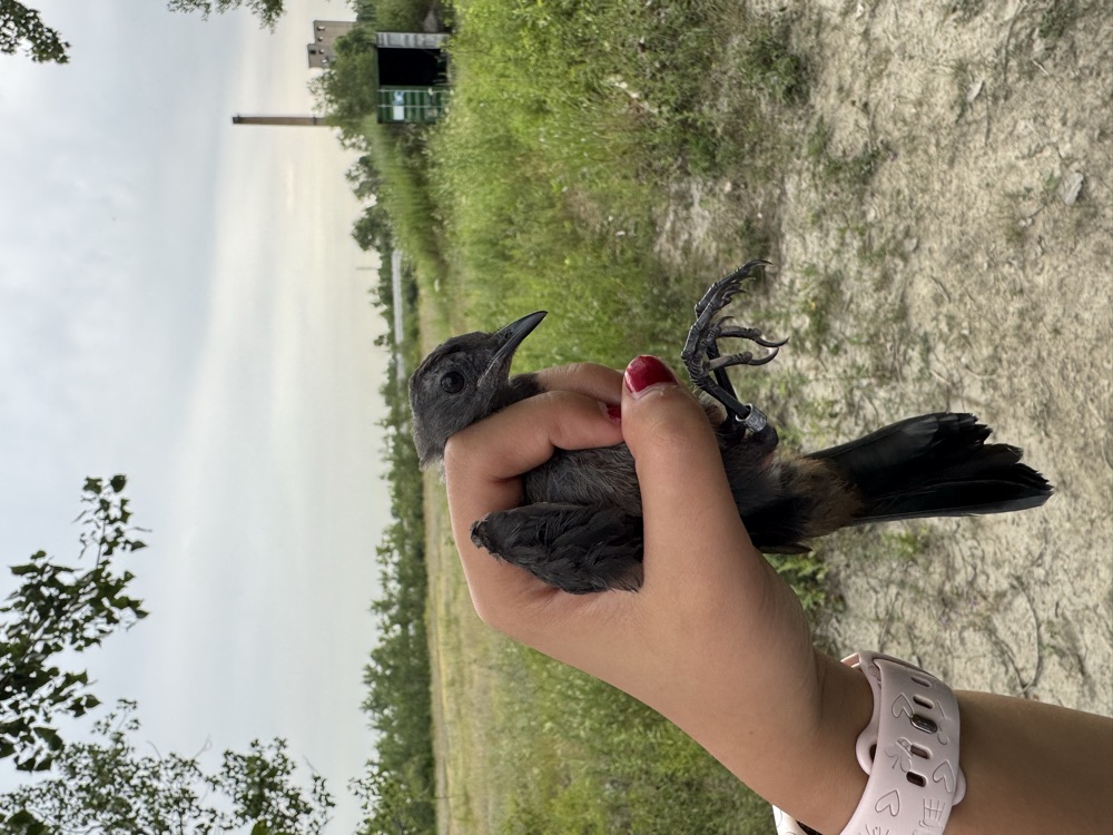 A gray catbird held during bird banding at a monitoring site