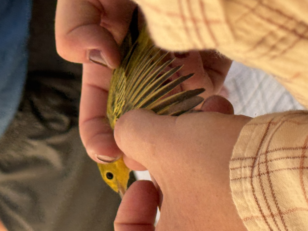 A yellow warbler held during bird banding